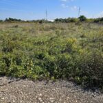 Landwirtschaftlich genutzter Boden, Verkauf, Nin, Nin